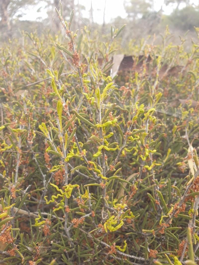 Acacia undosa photo 3