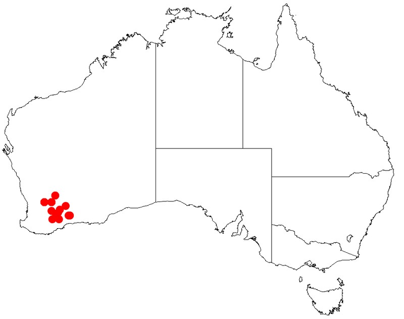 Acacia undosa