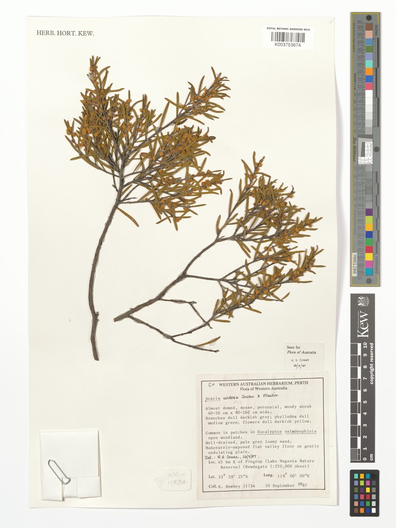 Acacia undosa photo 2