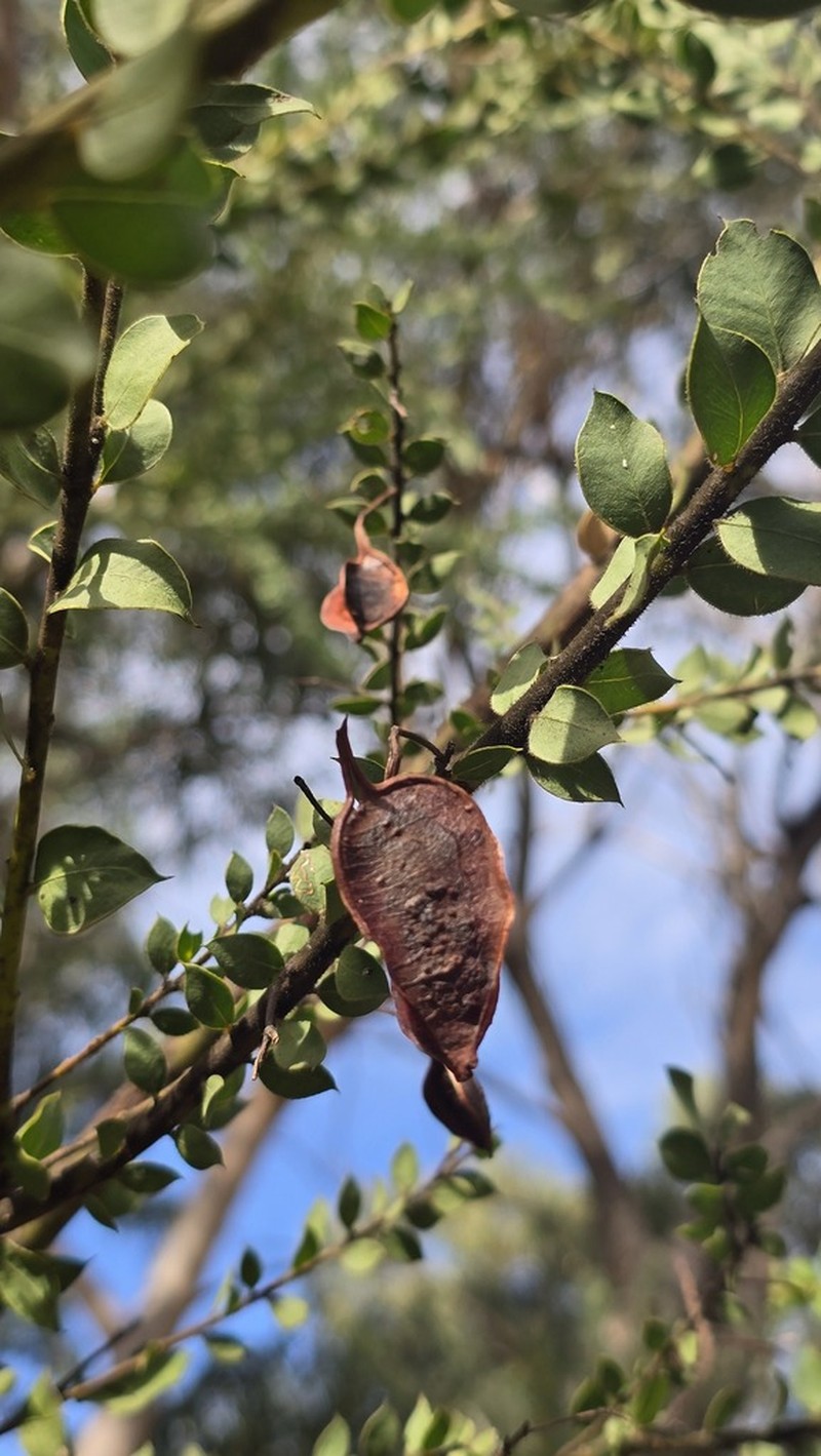Acacia undulifolia