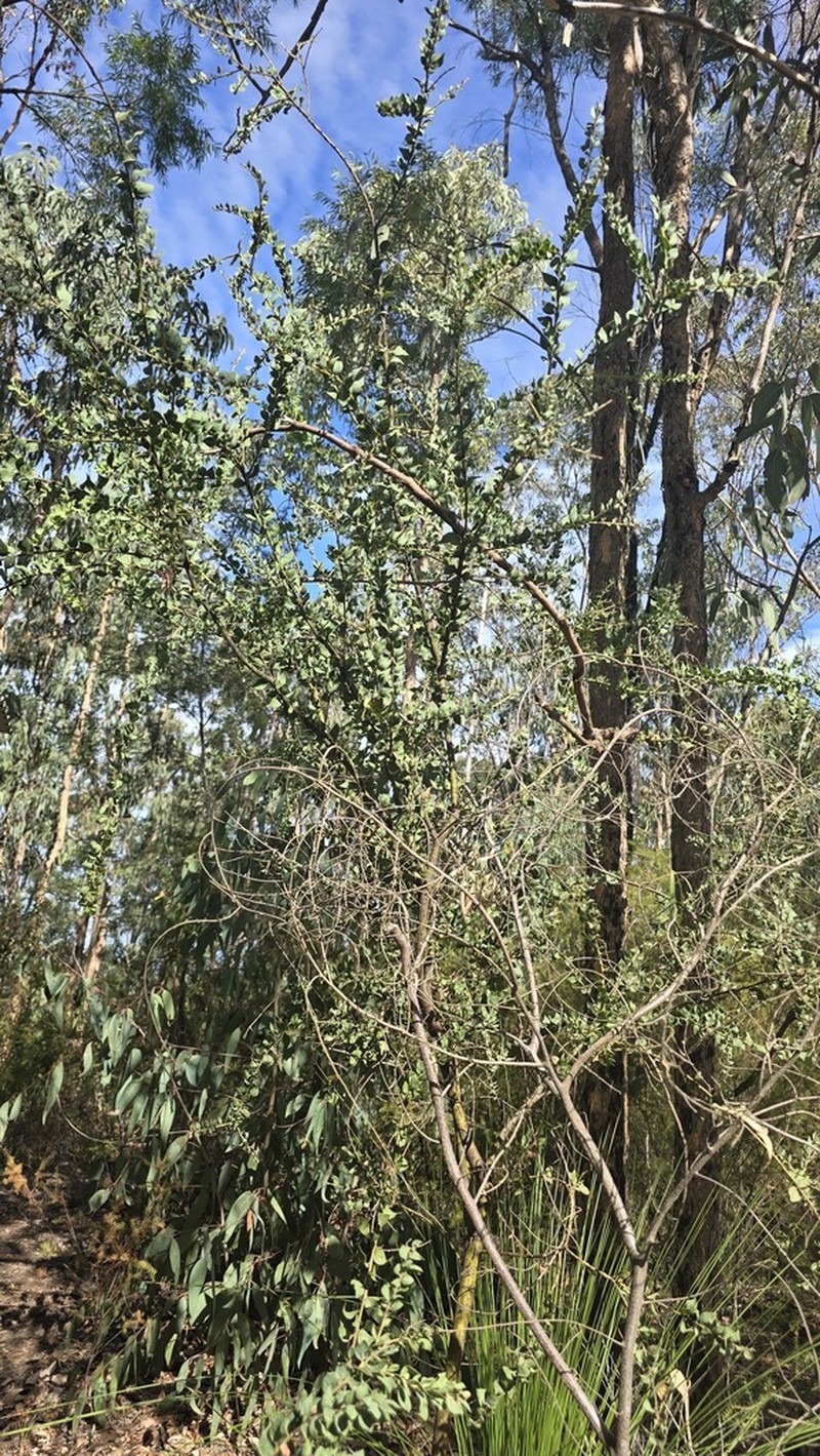 Acacia undulifolia photo 2