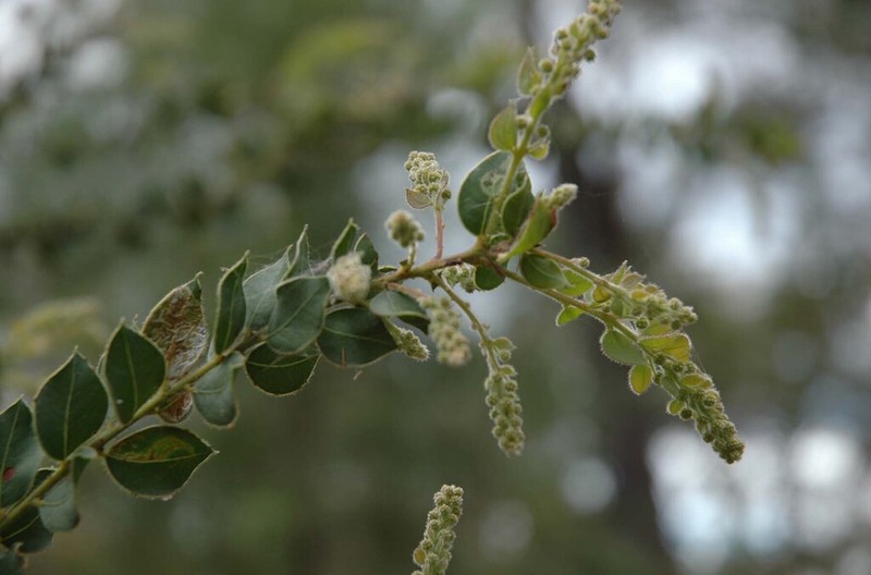 Acacia undulifolia photo 3
