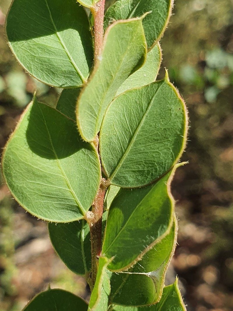 Acacia undulifolia photo 5