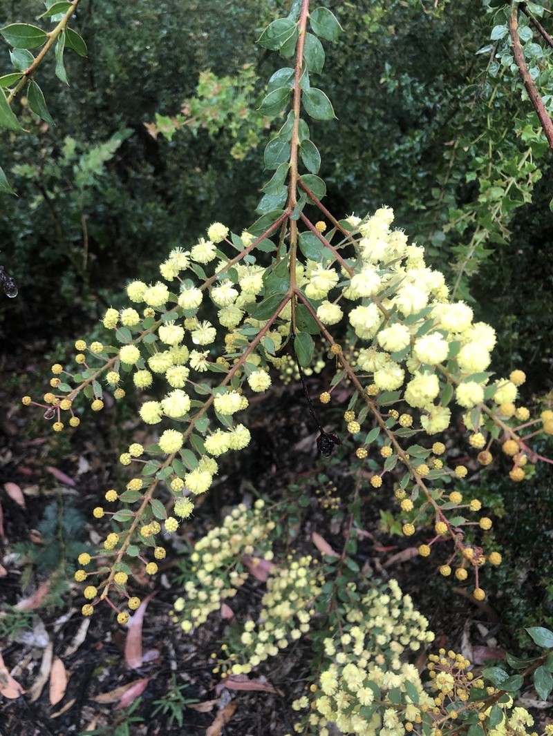 Acacia undulifolia photo 6