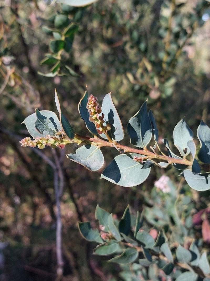 Acacia undulifolia photo 7