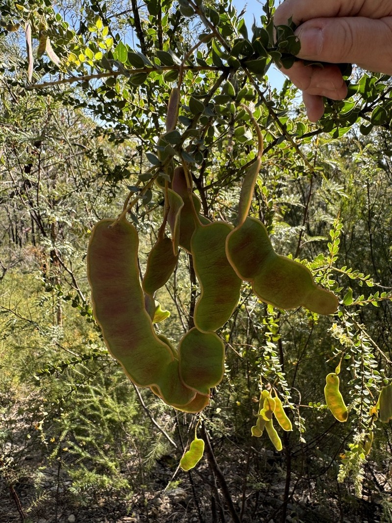 Acacia undulifolia photo 8
