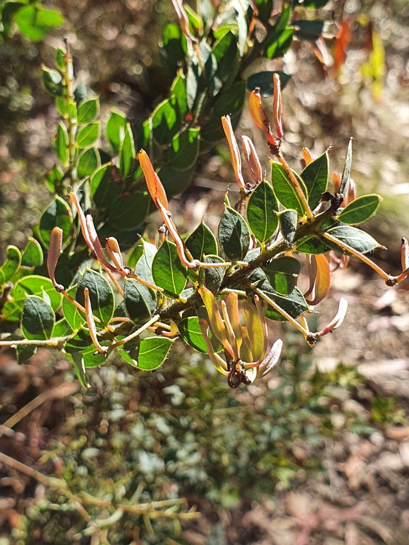 Acacia undulifolia