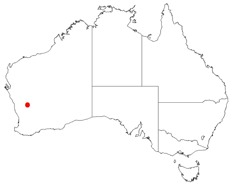 Acacia unguicula
