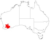 Acacia unifissilis