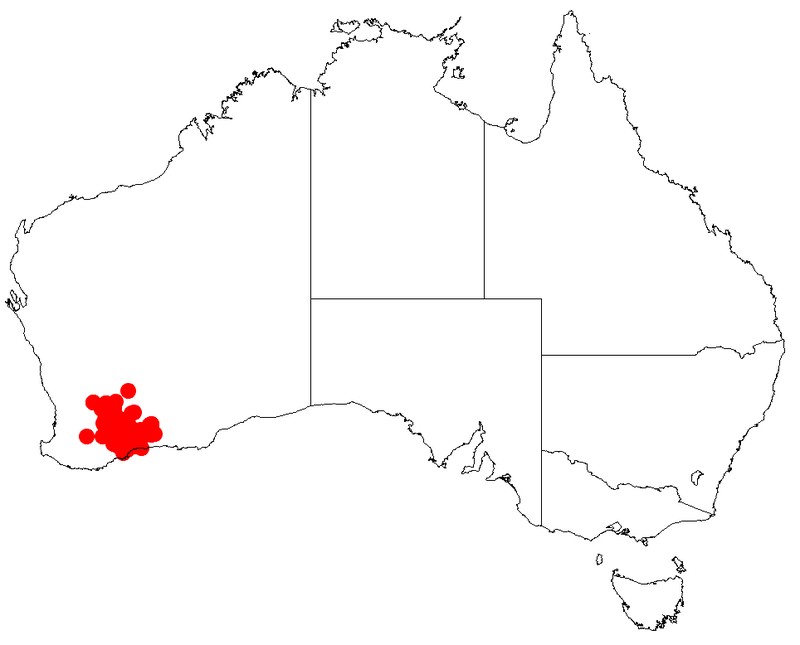 Acacia unifissilis