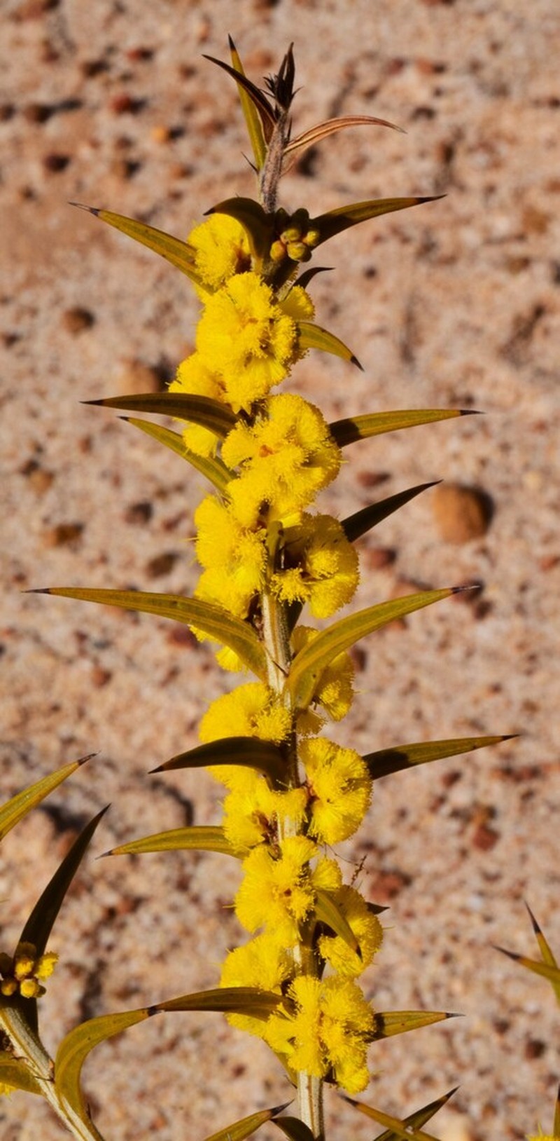 Acacia unifissilis photo 2