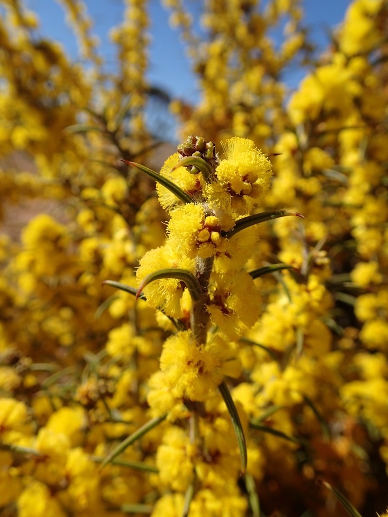 Acacia unifissilis photo 3