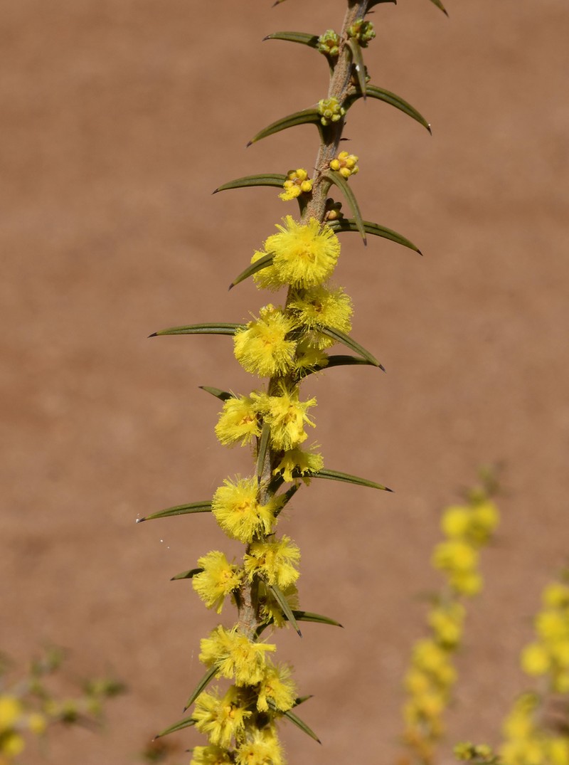 Acacia unifissilis photo 4