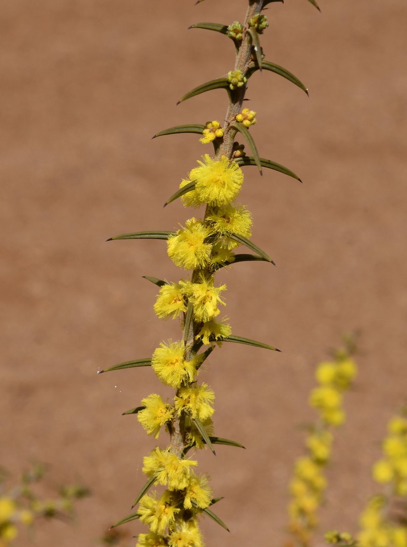 Acacia unifissilis photo 5