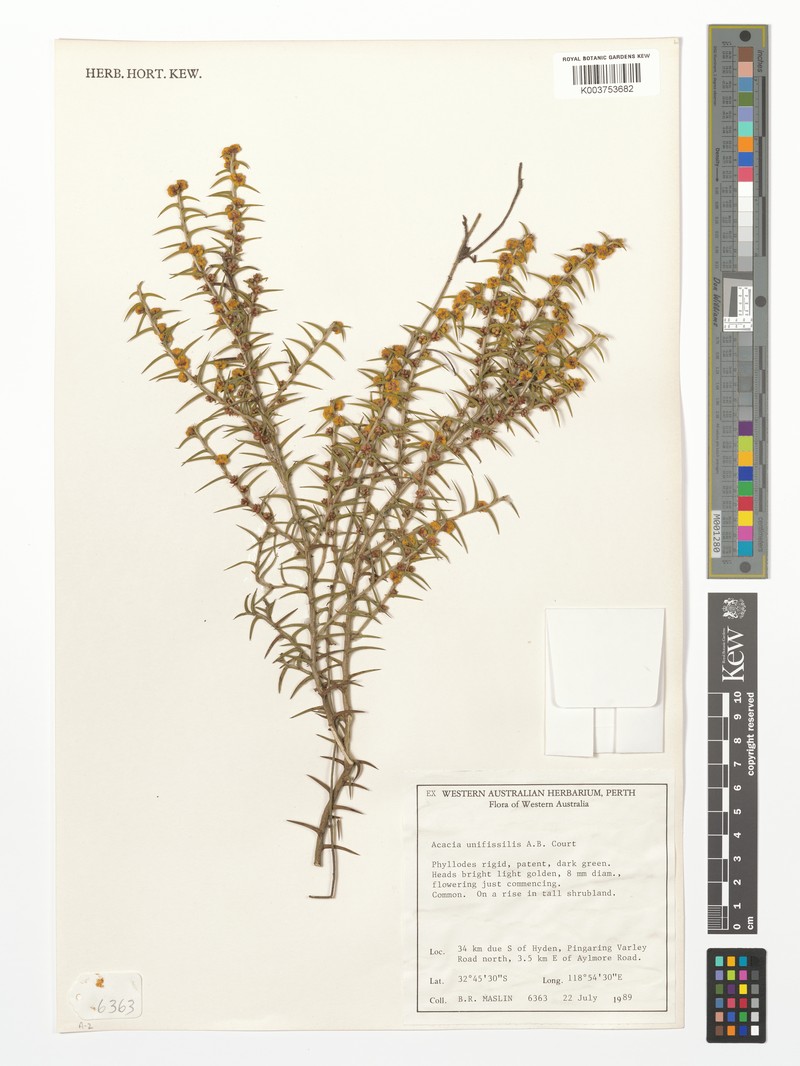 Acacia unifissilis photo 7