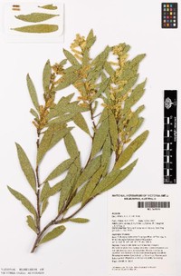 Acacia ureniae