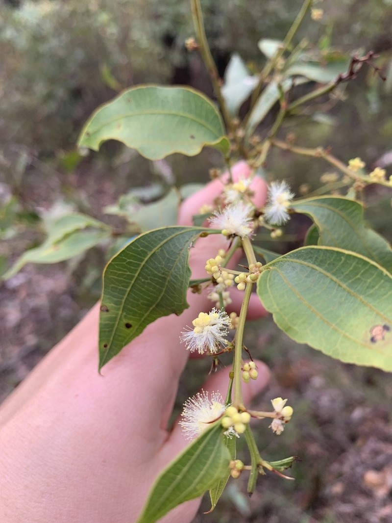 Acacia urophylla photo 4
