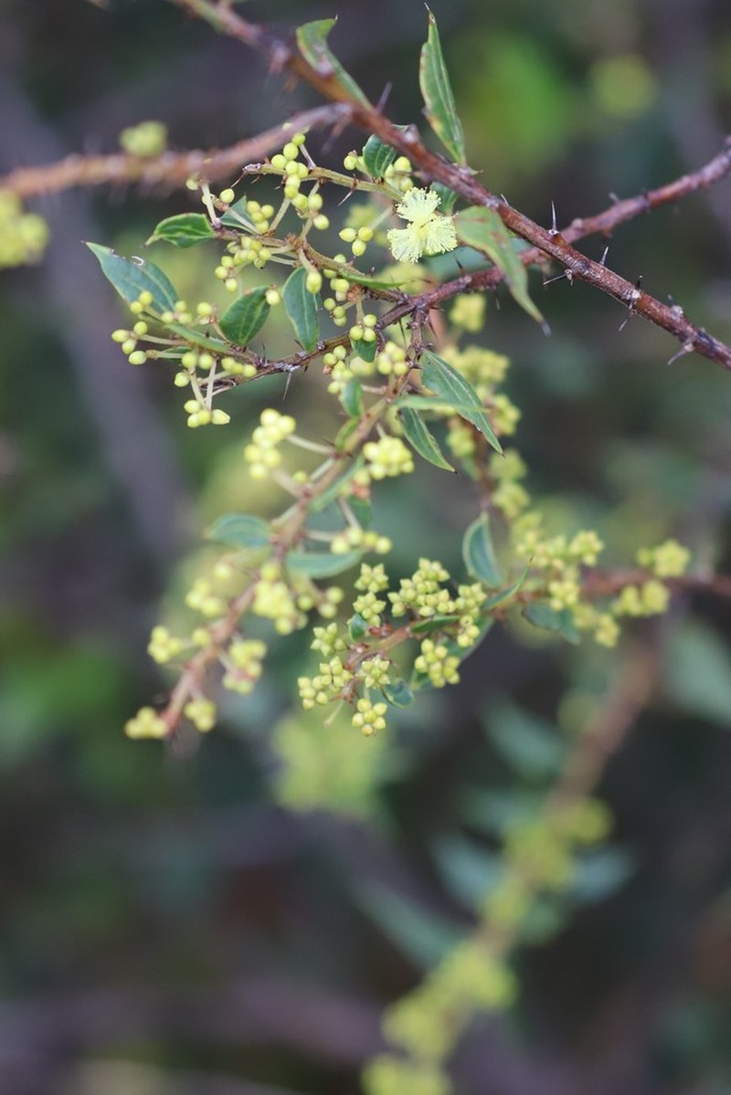 Acacia urophylla photo 5