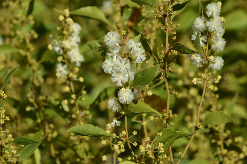 Acacia urophylla photo 6