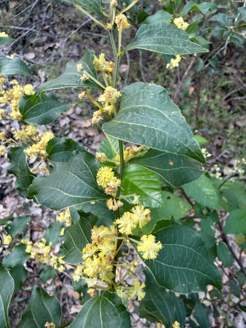 Acacia urophylla photo 7