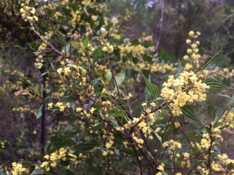 Acacia urophylla photo 2