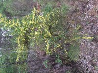Acacia urophylla