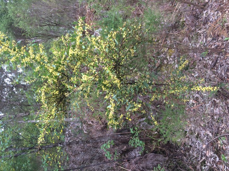 Acacia urophylla