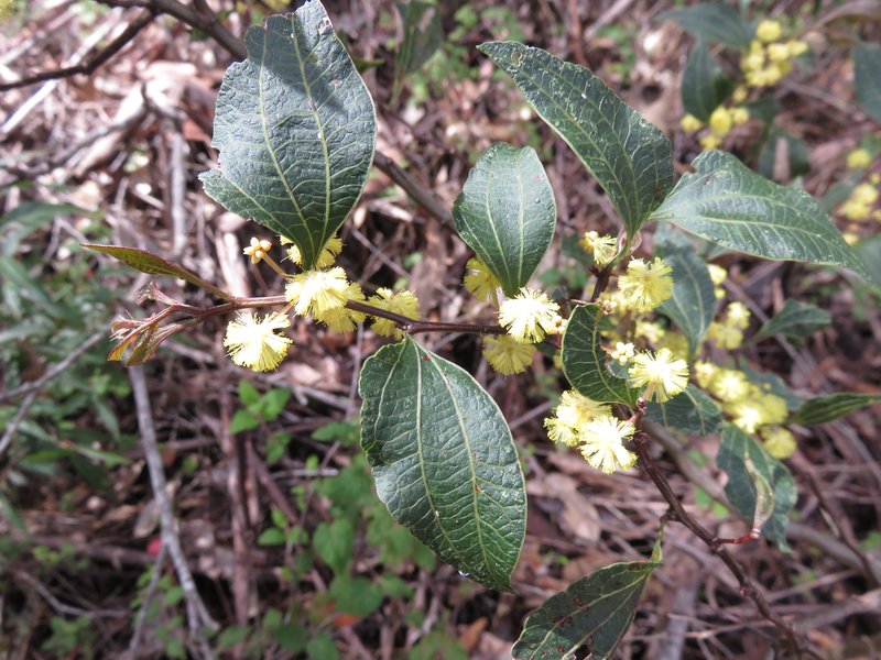 Acacia urophylla photo 3