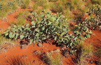 Acacia validinervia