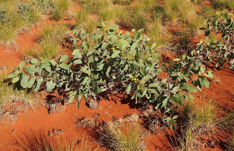 Acacia validinervia
