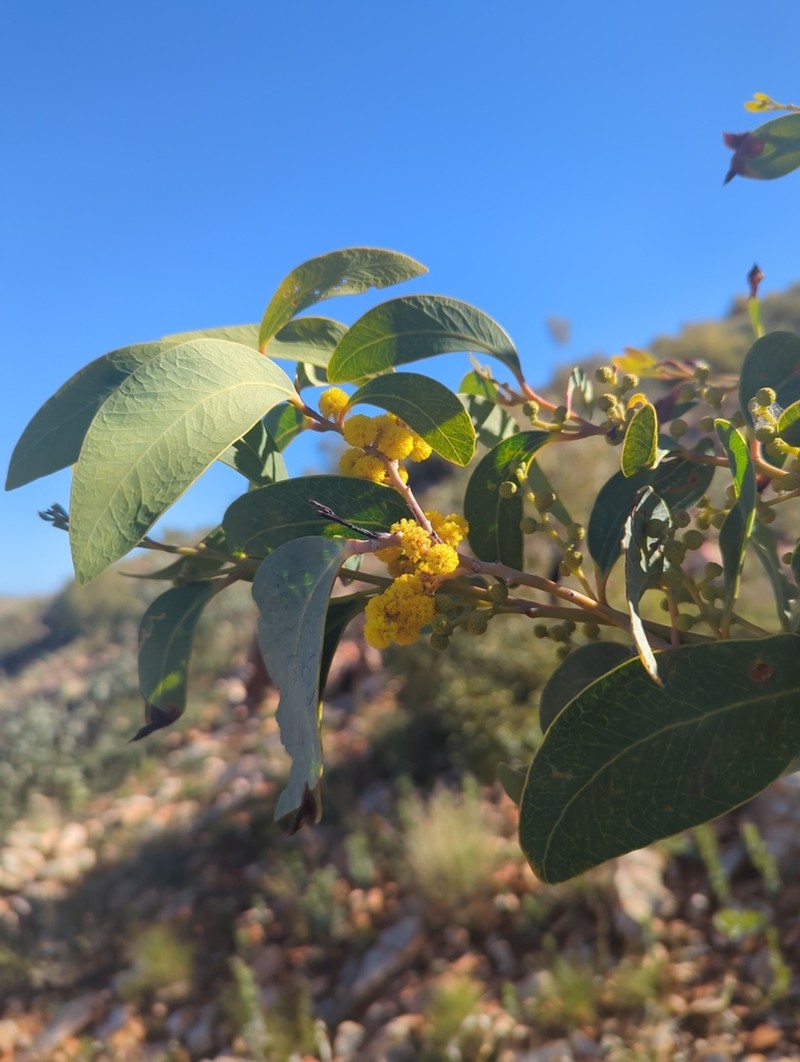 Acacia validinervia photo 2