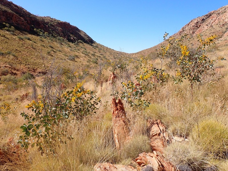 Acacia validinervia photo 3