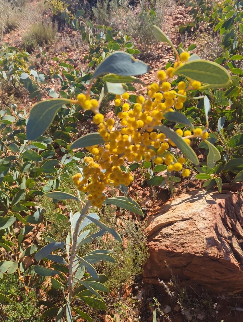 Acacia validinervia photo 4