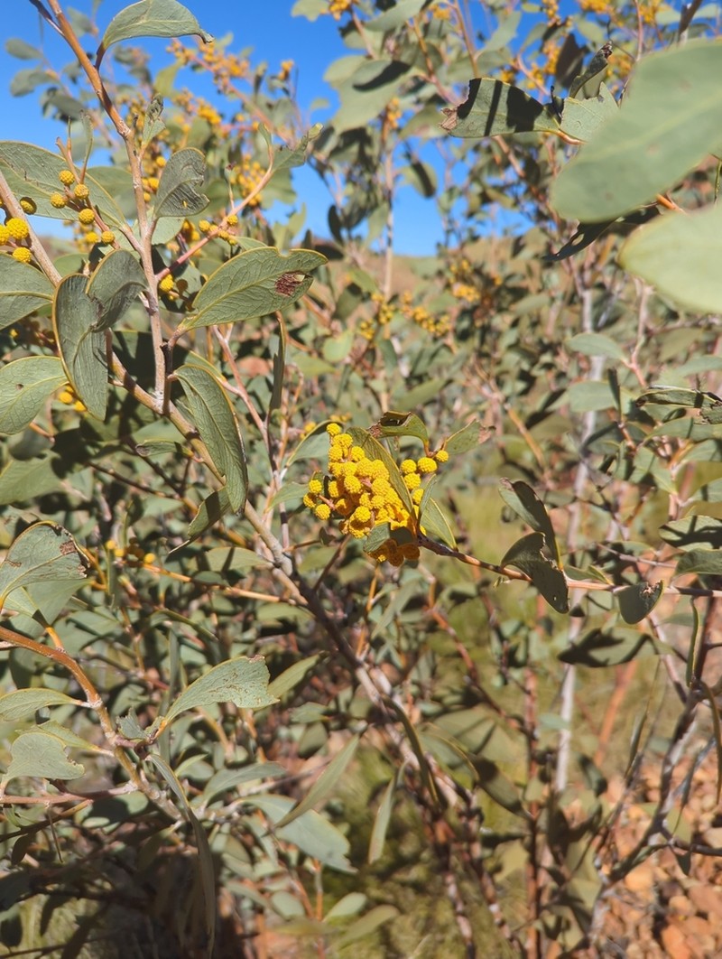 Acacia validinervia photo 5