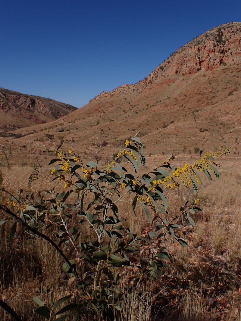 Acacia validinervia photo 6