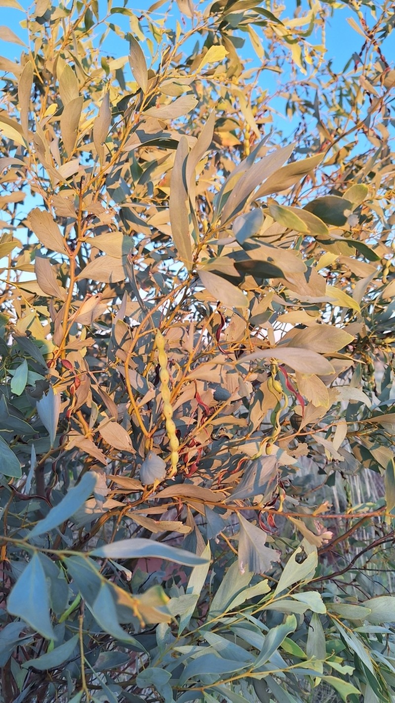 Acacia validinervia photo 7