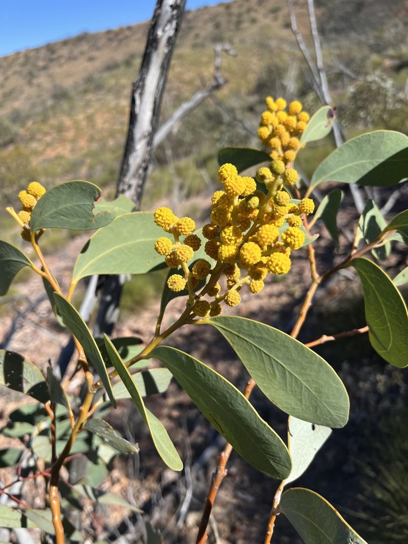 Acacia validinervia photo 8