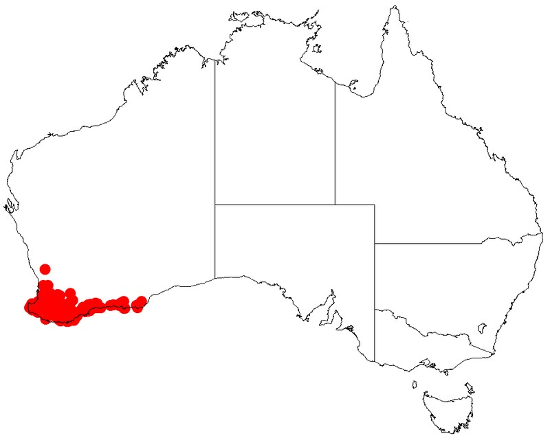 Acacia varia