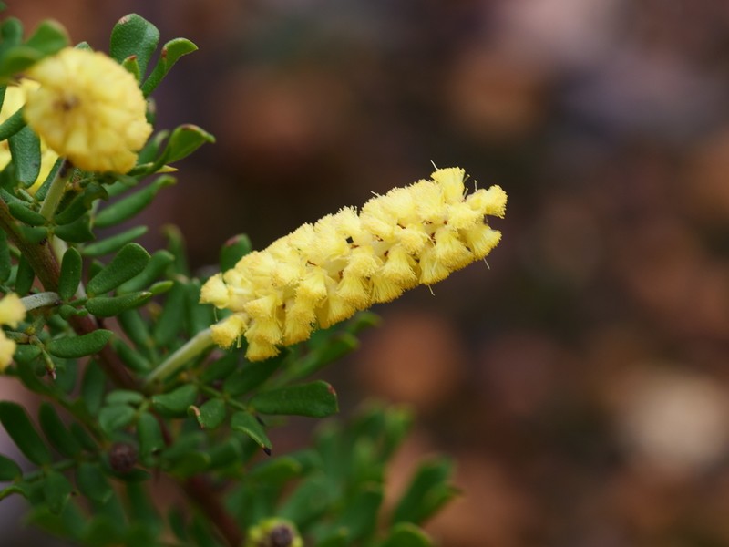 Acacia varia photo 2