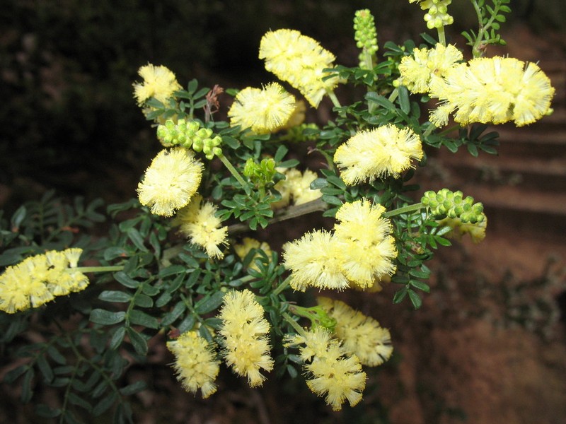 Acacia varia photo 3