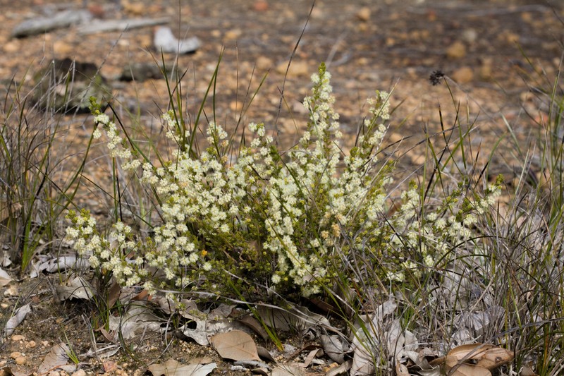 Acacia varia photo 4