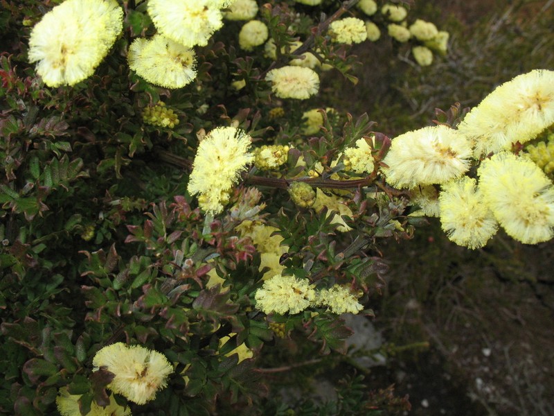 Acacia varia photo 5