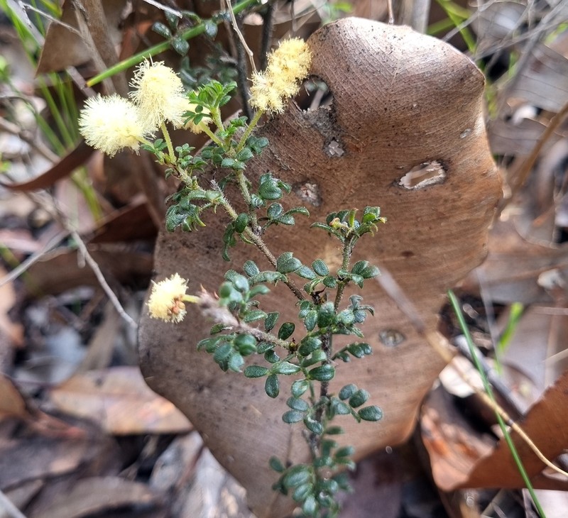 Acacia varia photo 6