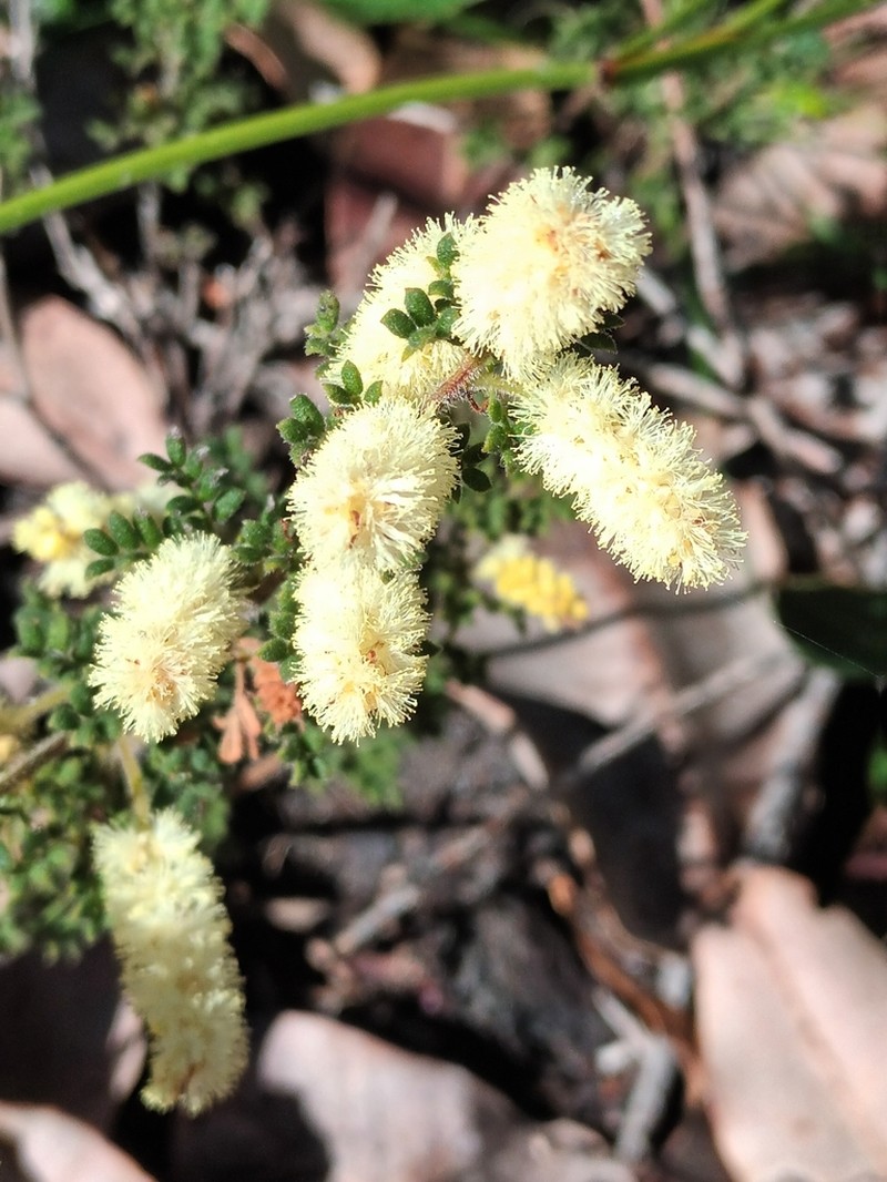 Acacia varia photo 7