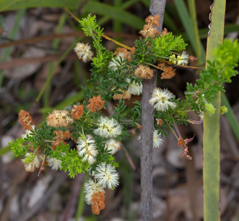 Acacia varia photo 8