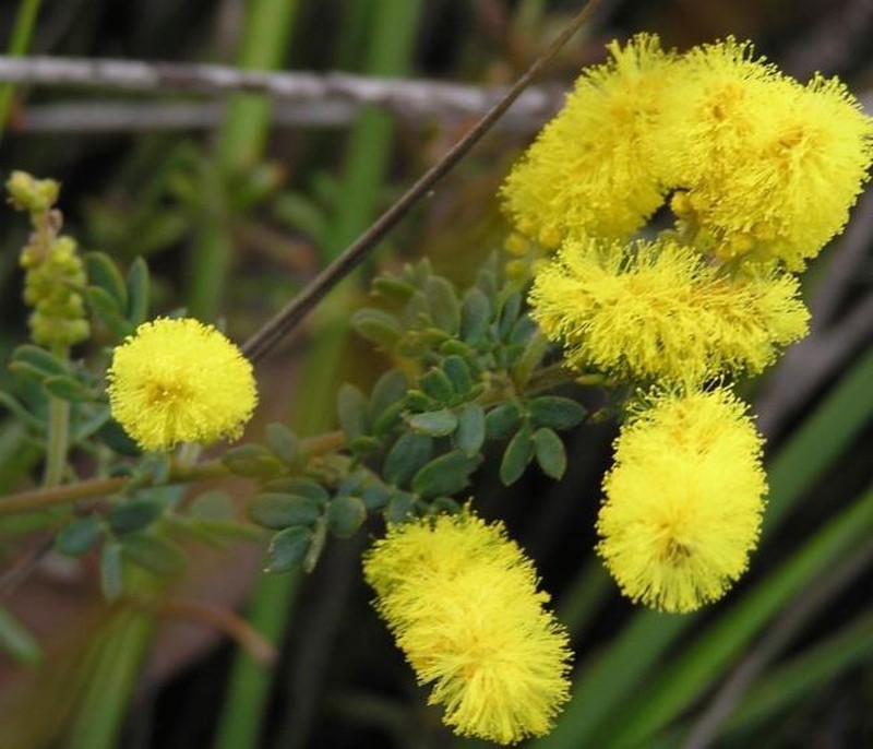 Acacia varia var. crassinervis