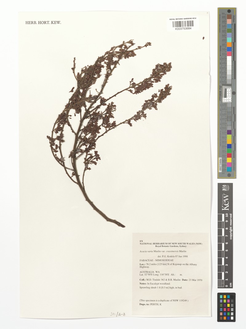 Acacia varia var. crassinervis photo 2