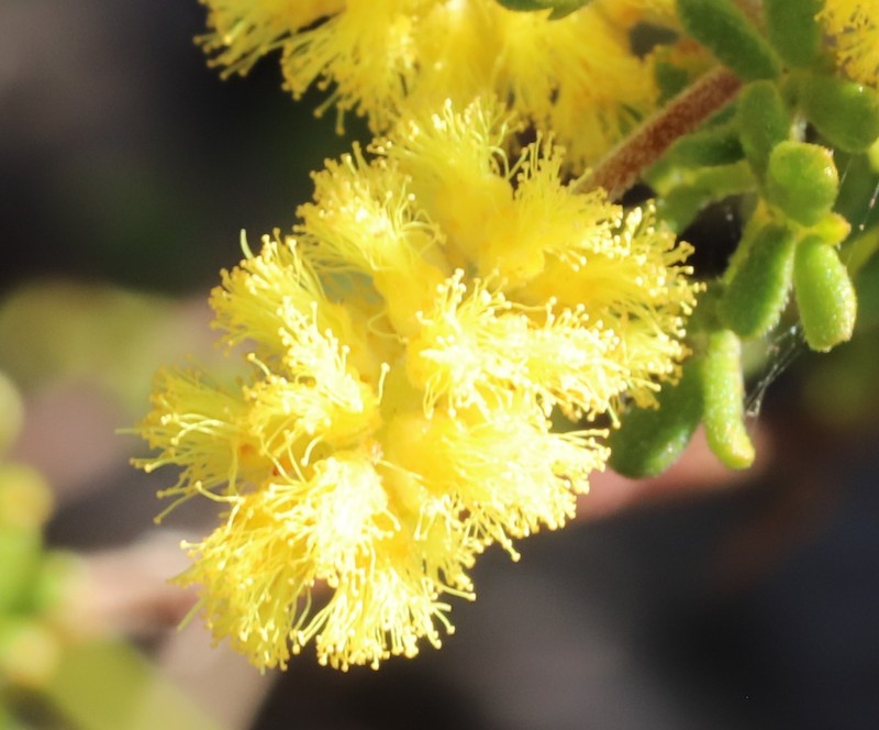 Acacia varia var. parviflora photo 2