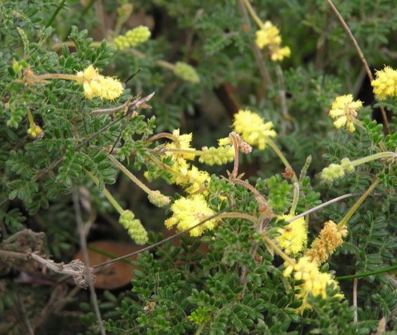 Acacia varia var. parviflora photo 3
