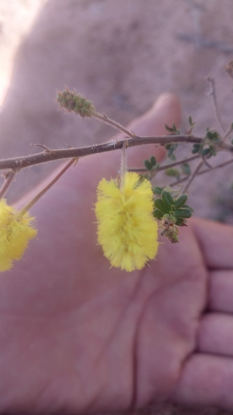 Acacia varia var. parviflora